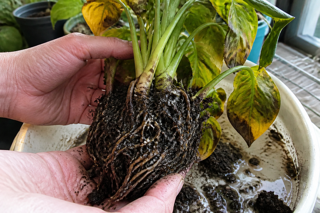 Wortelrot: symptomen, oorzaken en oplossingen om een plant te redden